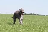 DEERHOUND 010
